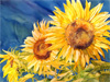 sunflowers