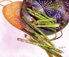Spotlight on Asparagus